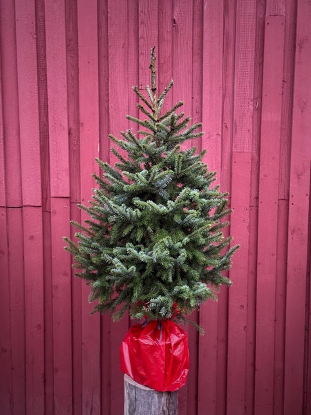 Ruukkukuusi (serbiankuusi)