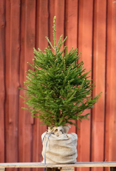 Ruukkukuusi (mets&auml;kuusi)